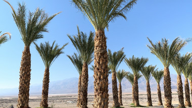 An oasis in Death Valley