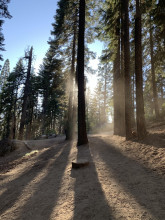 The giant sequoias