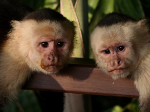 The criminal capuchins